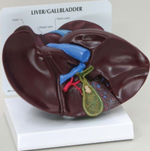 Liver Gallbladder Pharmaceutical and Anatomical Model Gifts